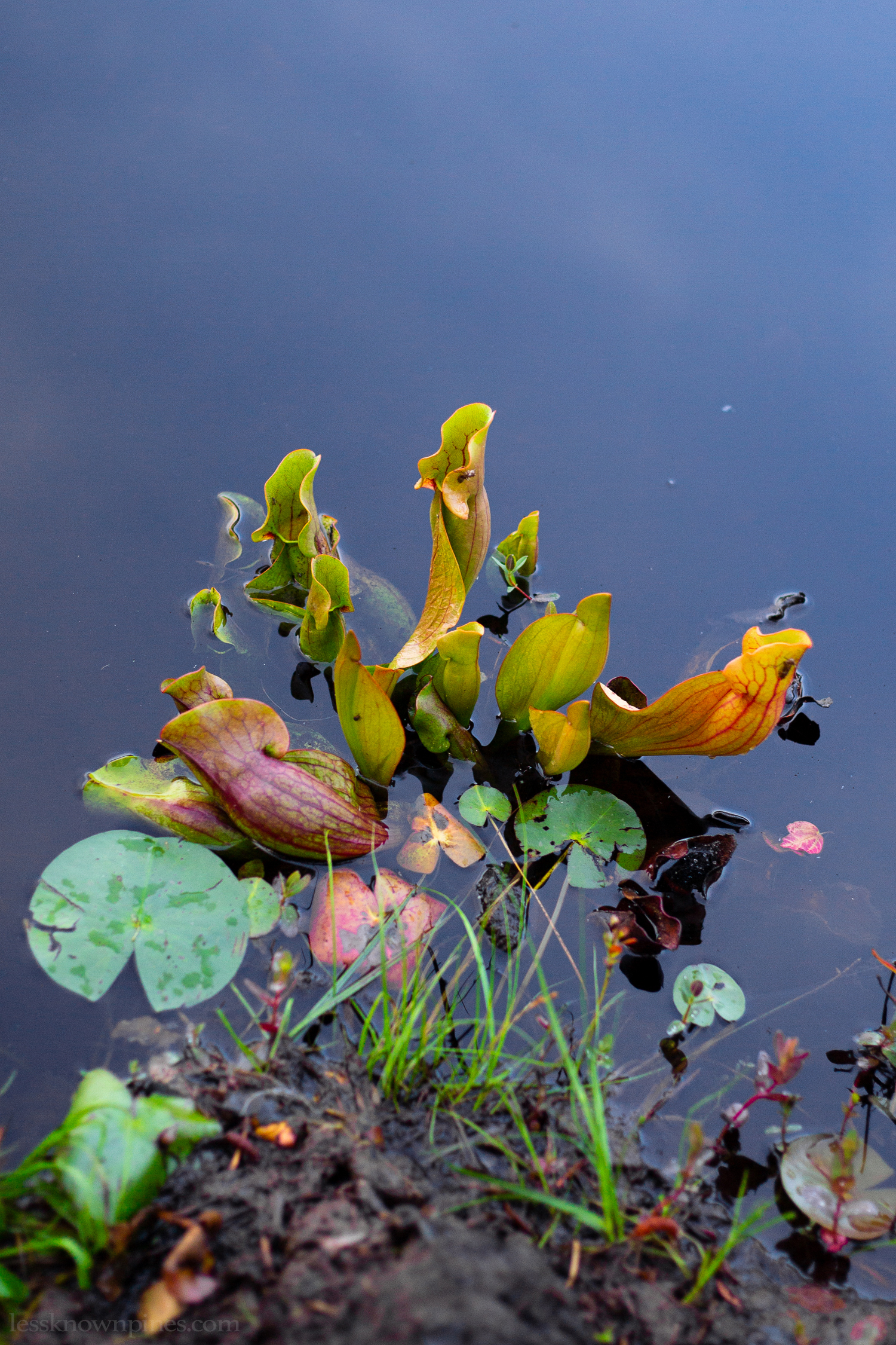 Pitcher plant cluster growing inside swamp