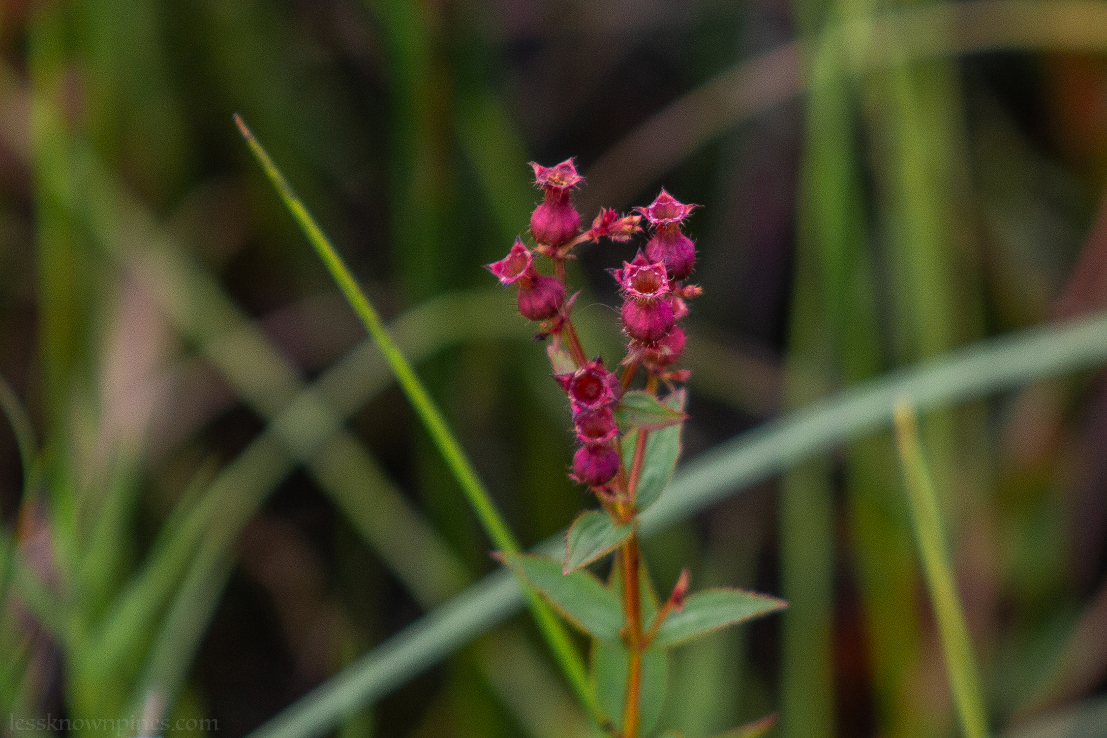 Rhexia Virginica