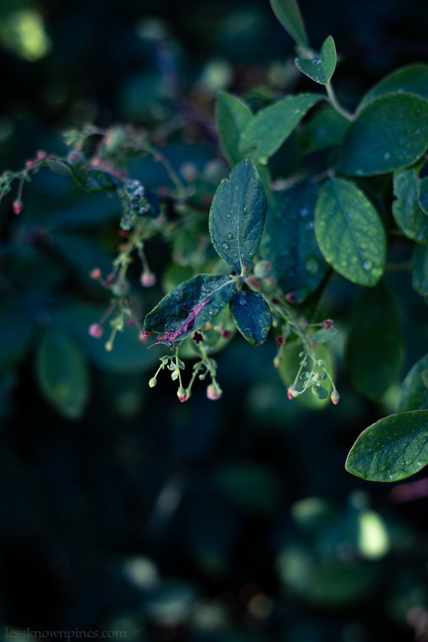 Pre-developed huckleberries