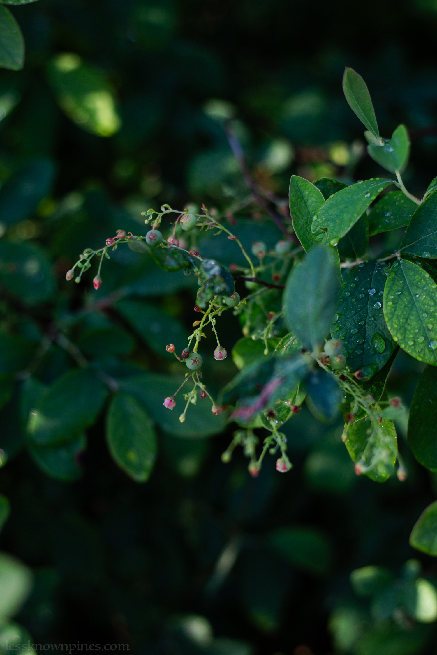 Pre-developed blueberries
