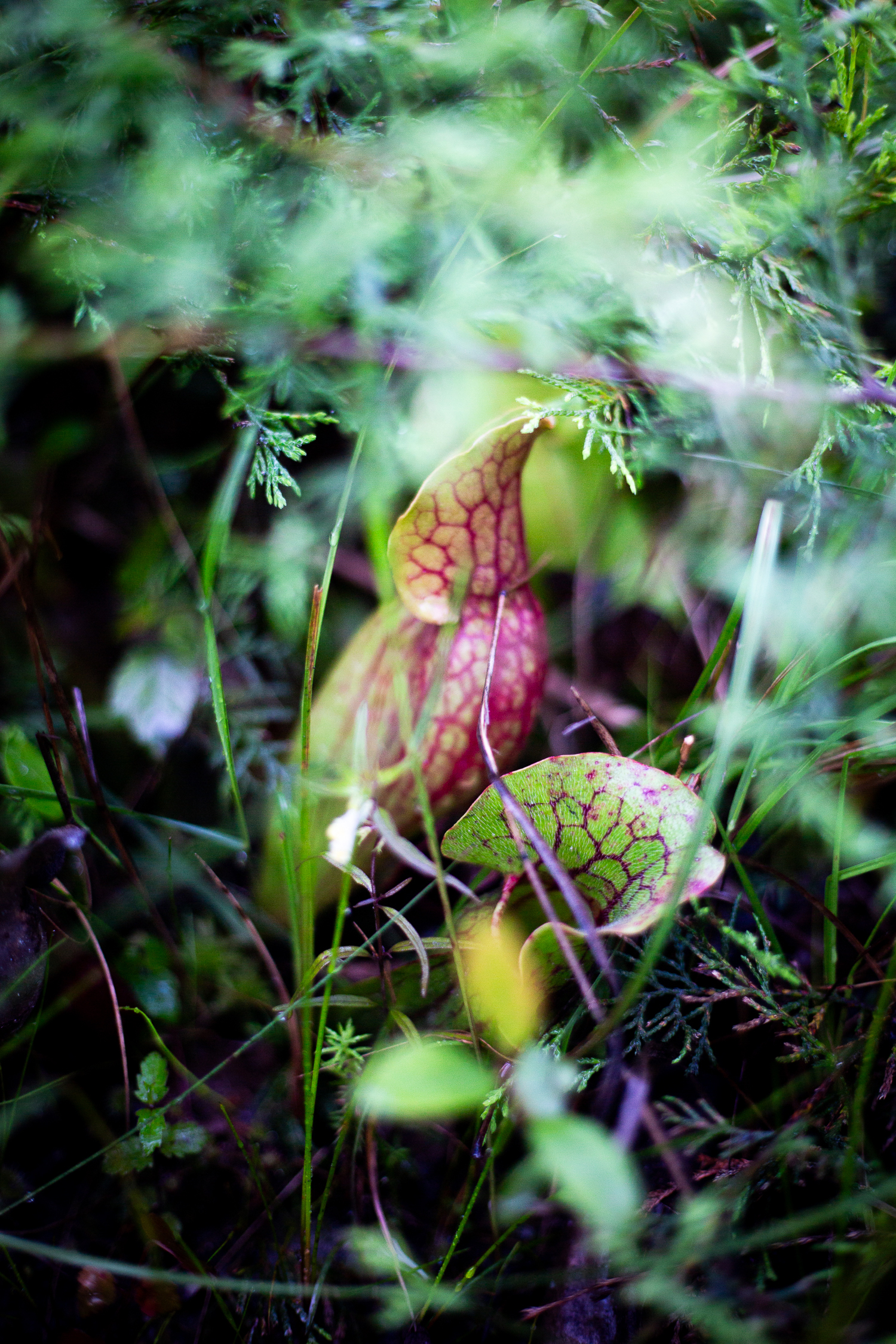 Purple pitcher plants are also green with red or purple veins