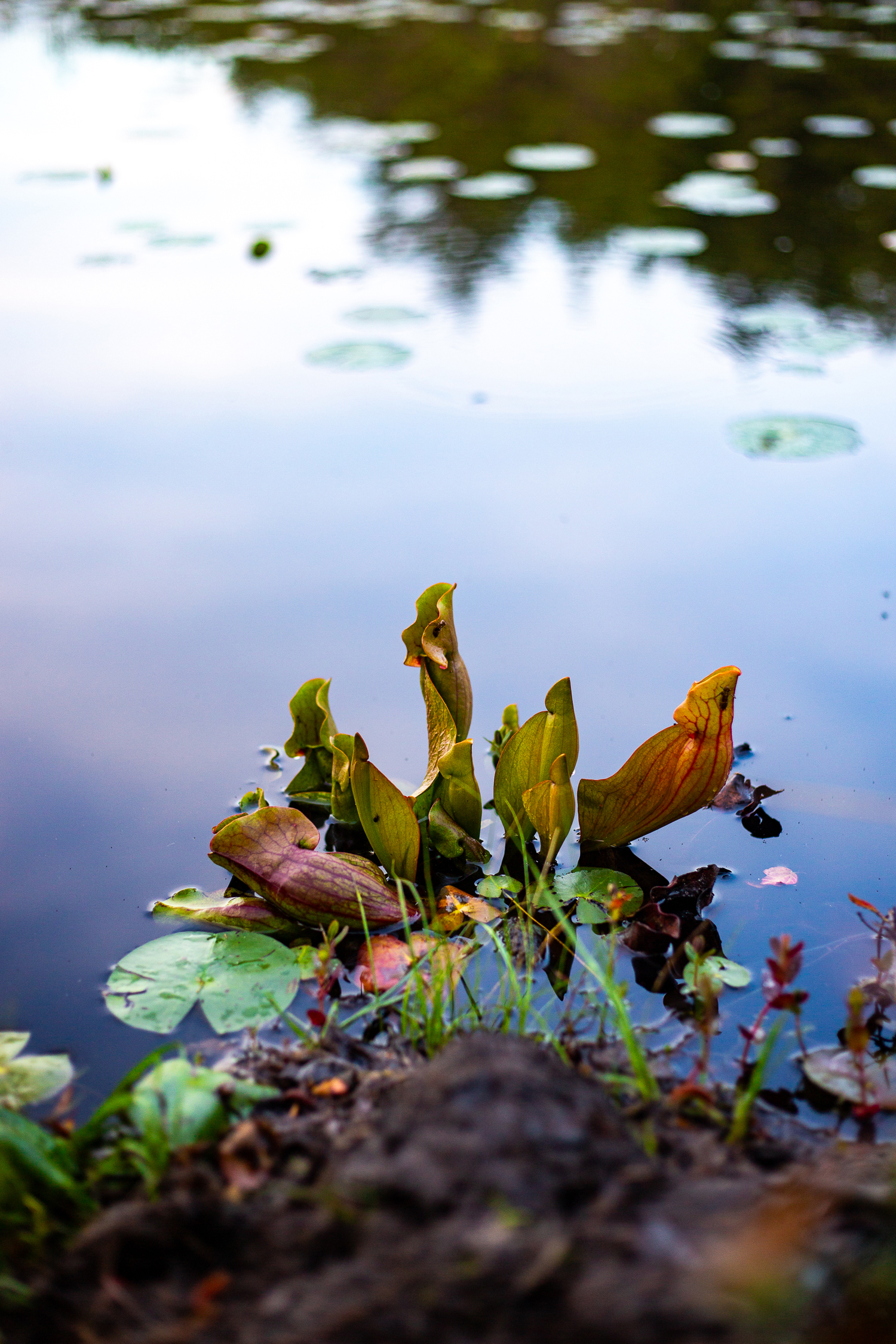 Purple pitcher plants are not only purple