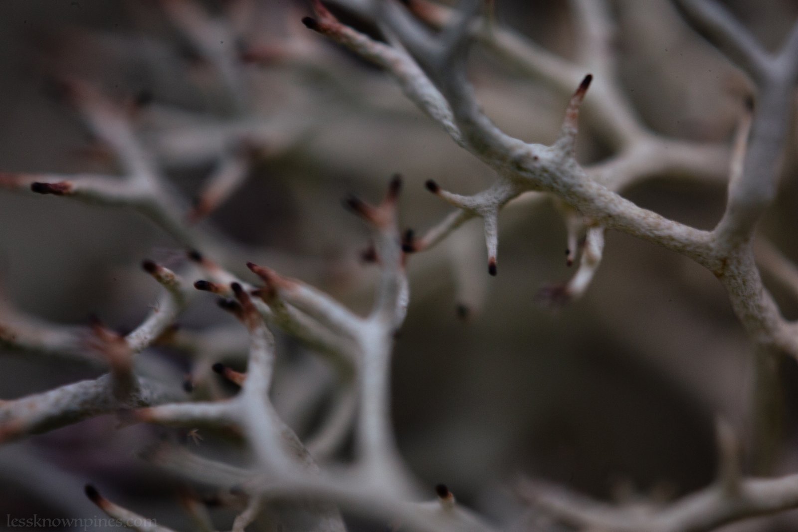 Reindeer lichen macro
