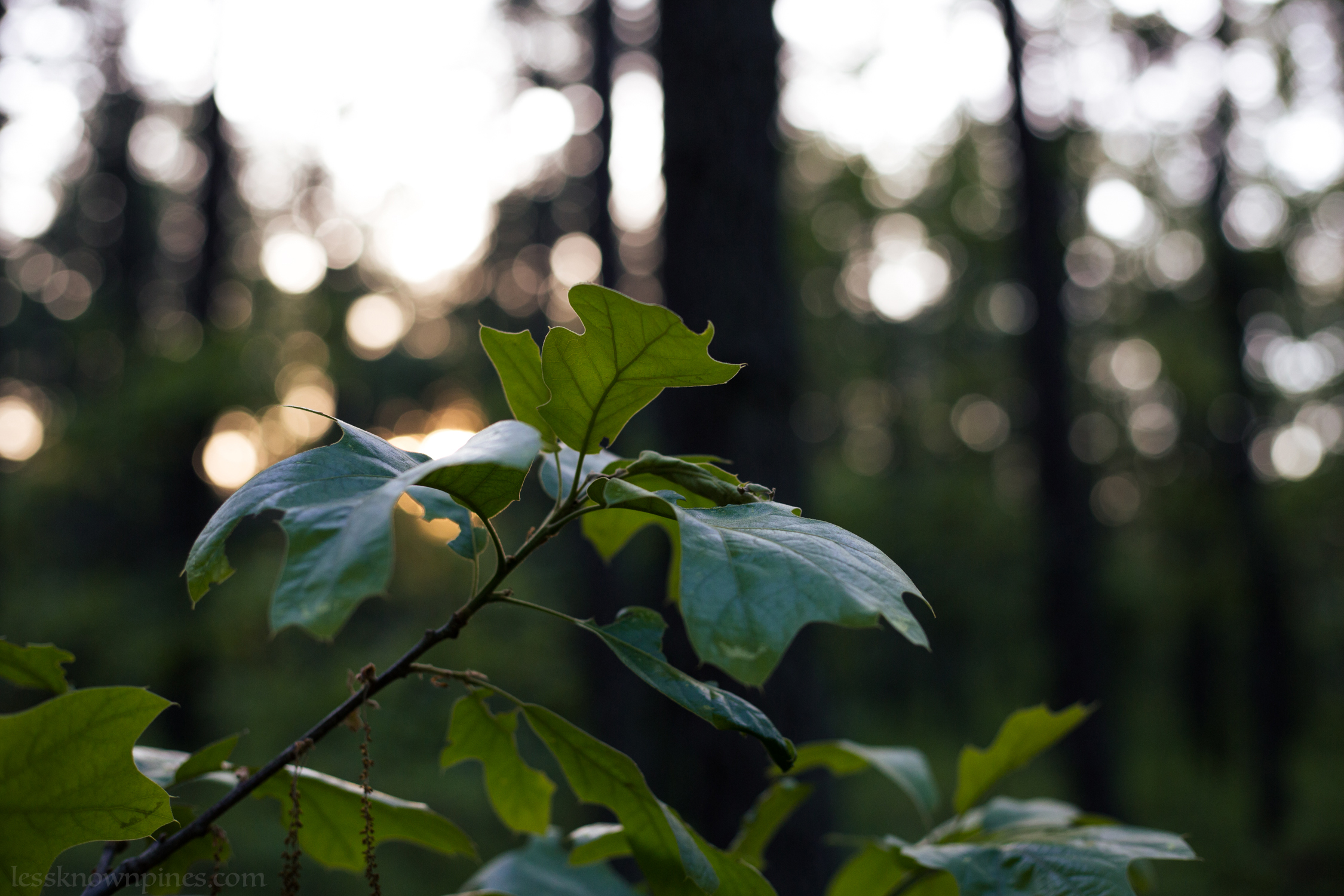 Scrub oak during mid spring