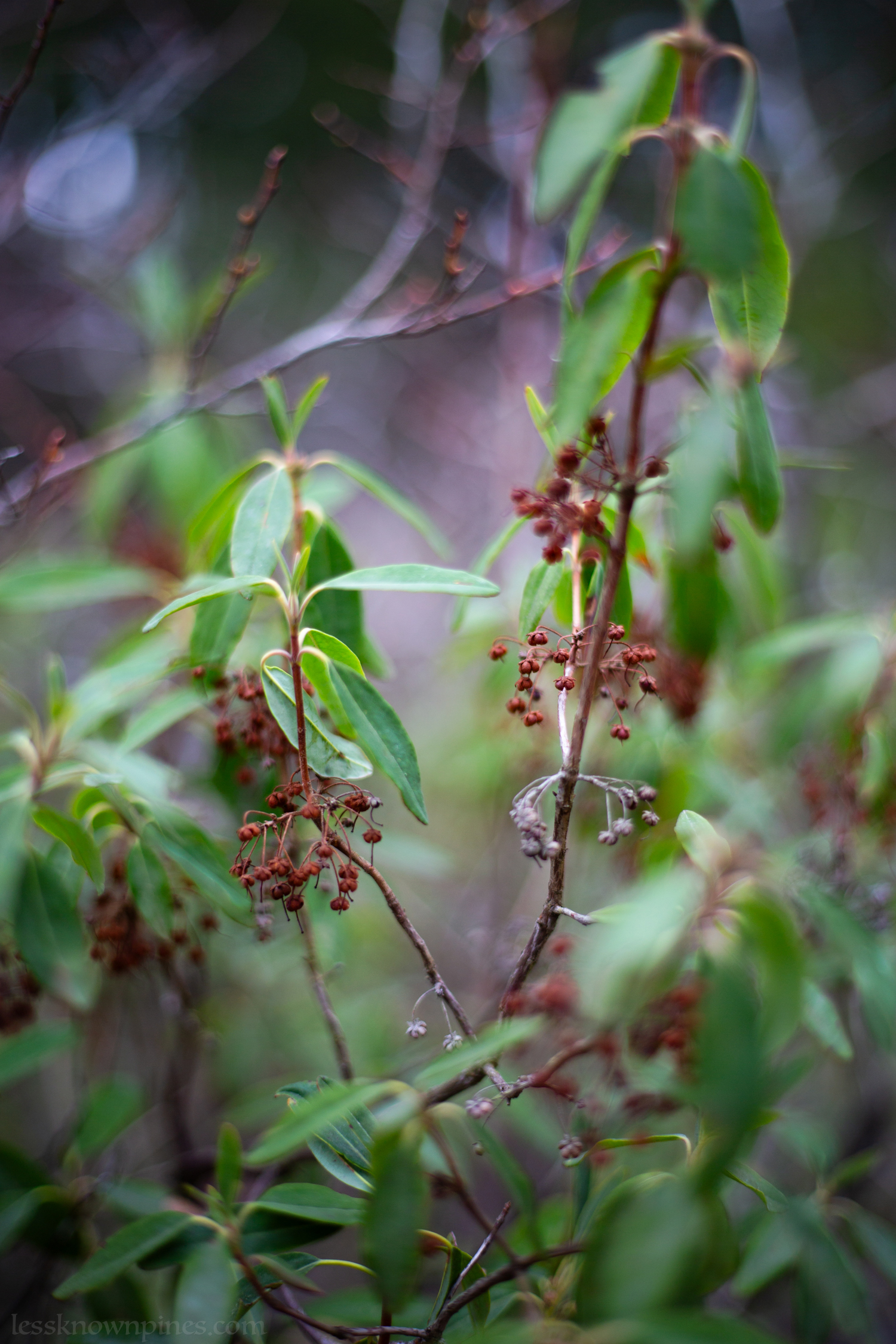 Sheep laurels in final stage of dormancy