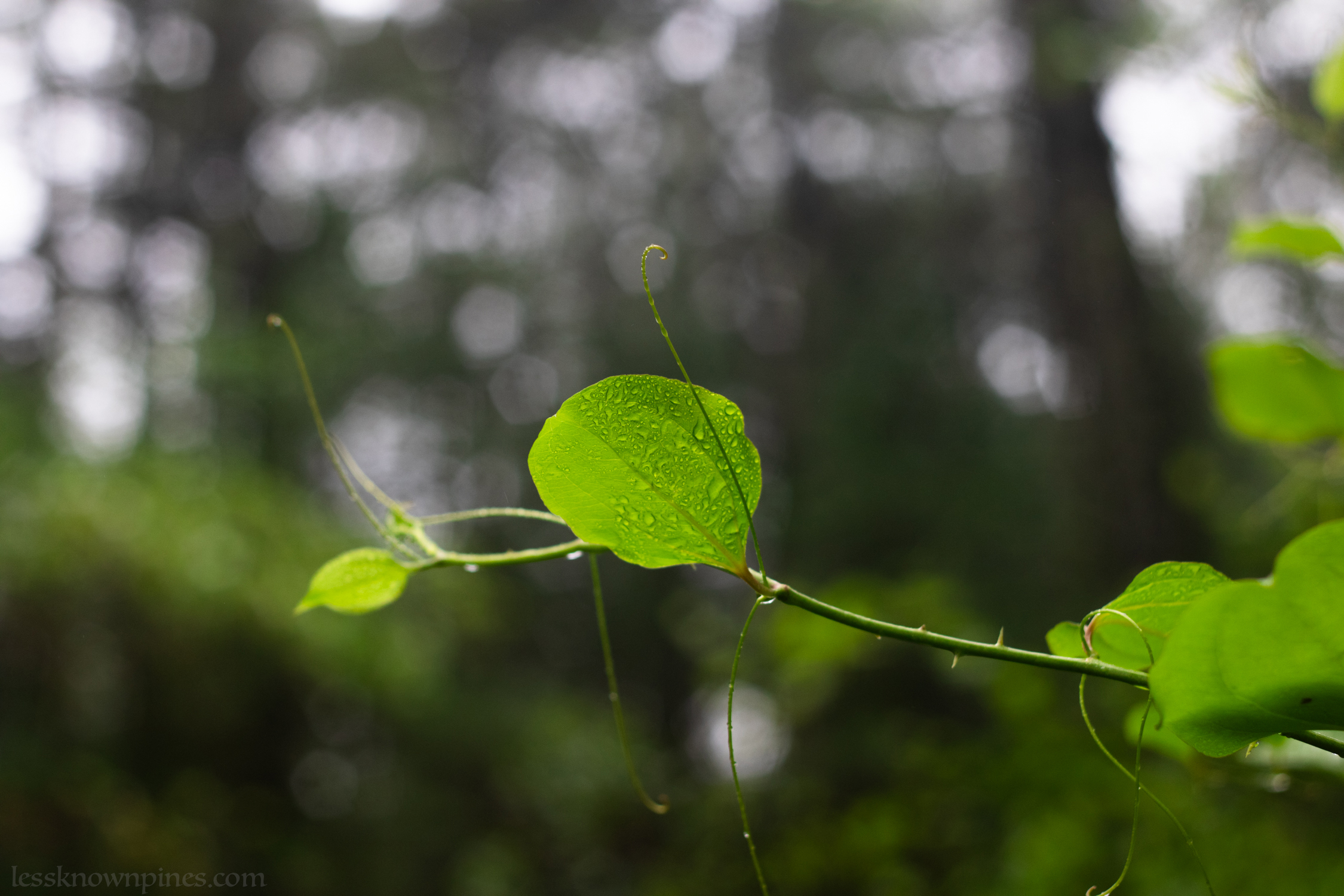 Smilax during mid spring