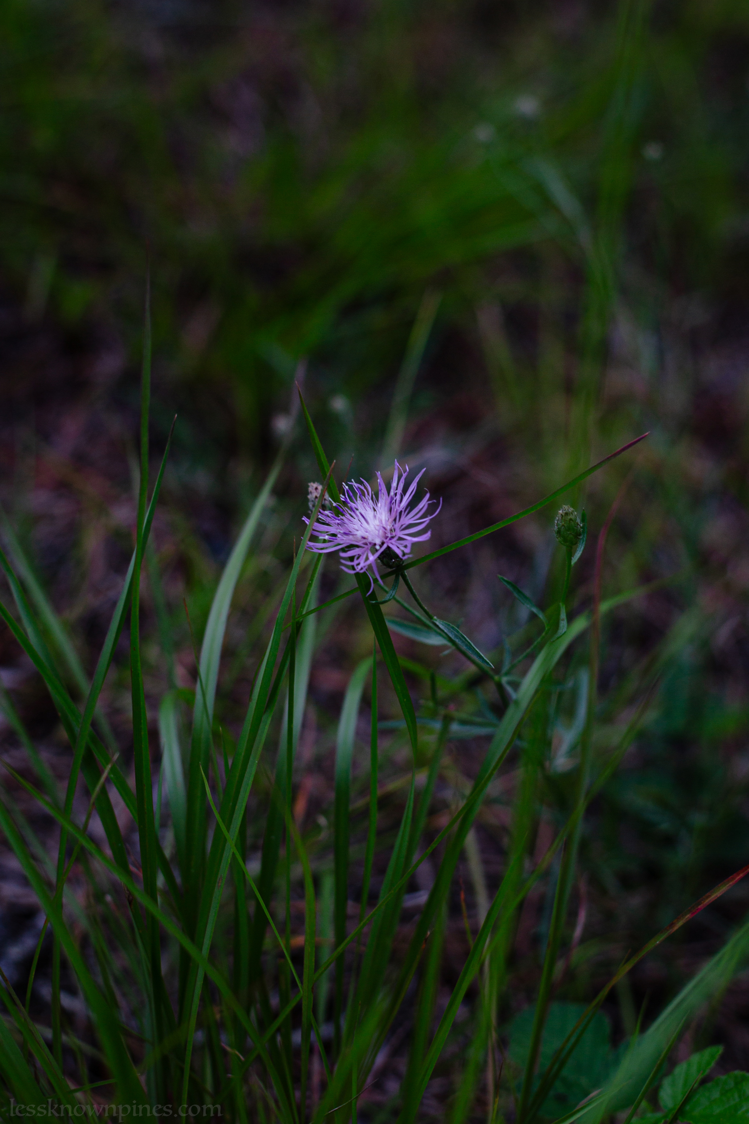Spotted Knapweed