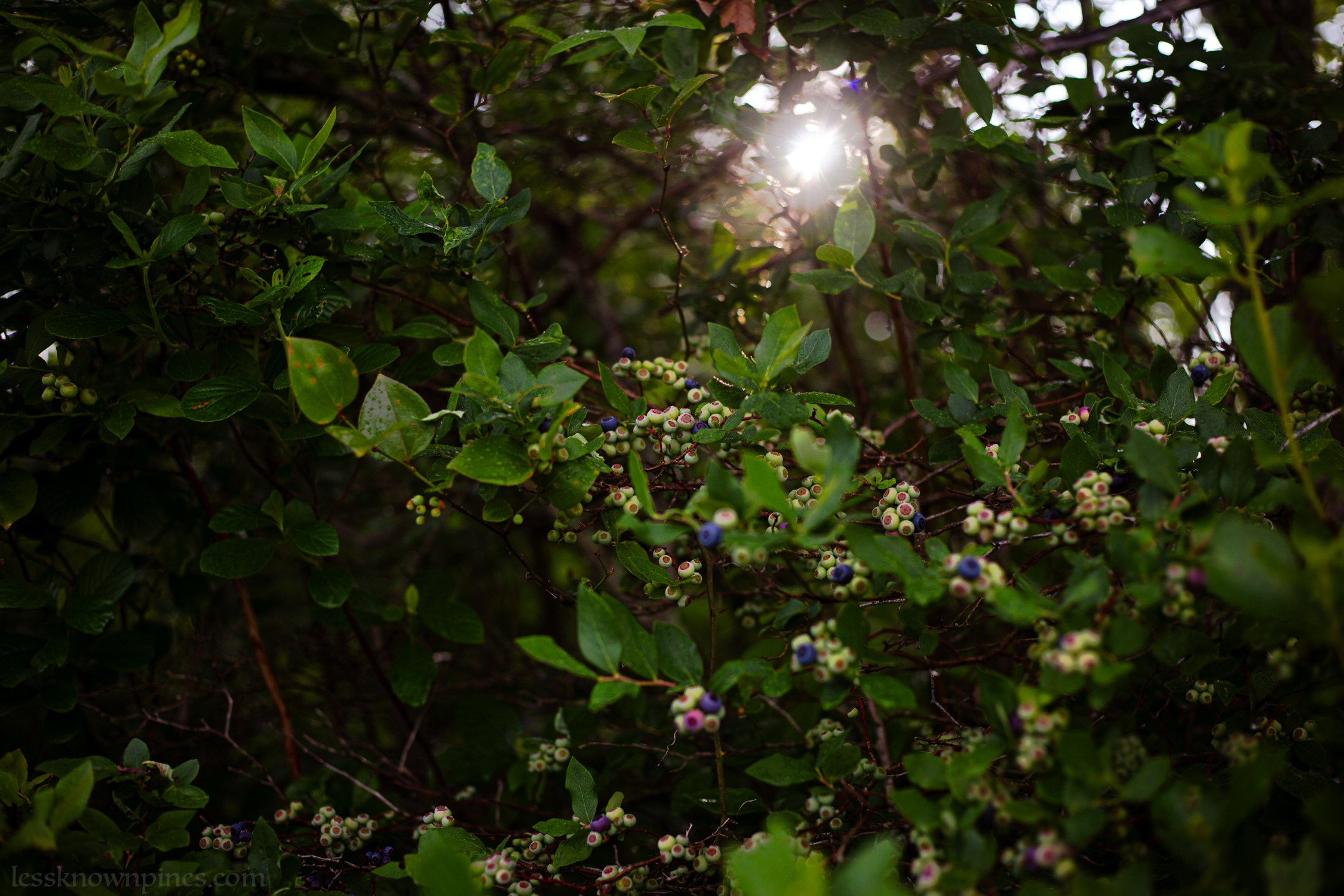 Sun shines through newly bloomed blueberries