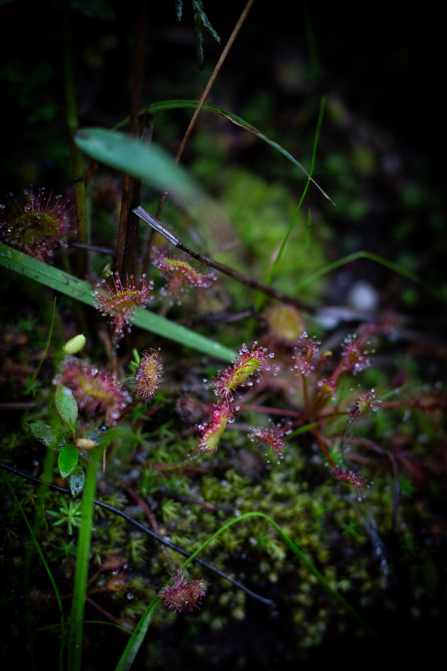 Sundew habitat