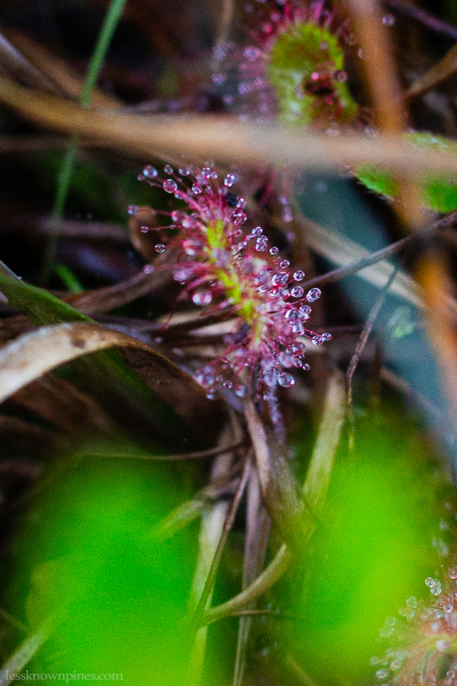 Sundew up close