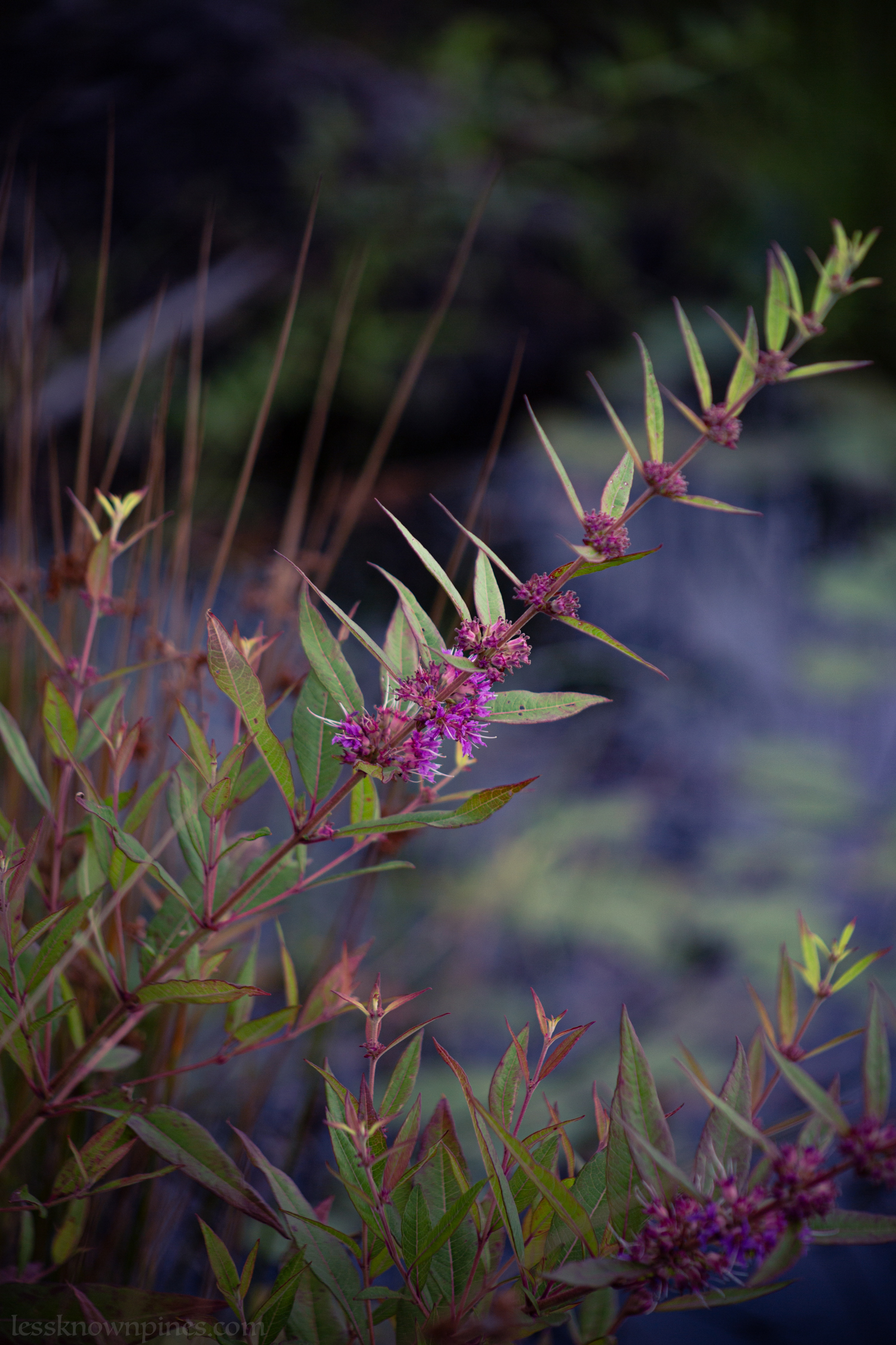Swamp loosestrife