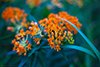 Butterfly weed thumbnail
