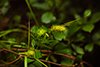 Carex lurida thumbnail