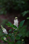 Sweet pepperbush