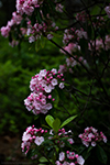 Mountain laurel