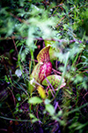 Pitcher plant thumbnail