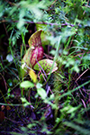 Pitcher plant