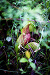 Purple pitcher plant thumbnail