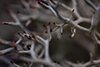 Reindeer lichen