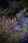 Swamp loosestrife