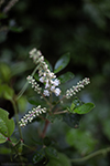 Sweet pepperbush thumbnail