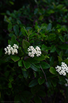 Viburnum thumbnail