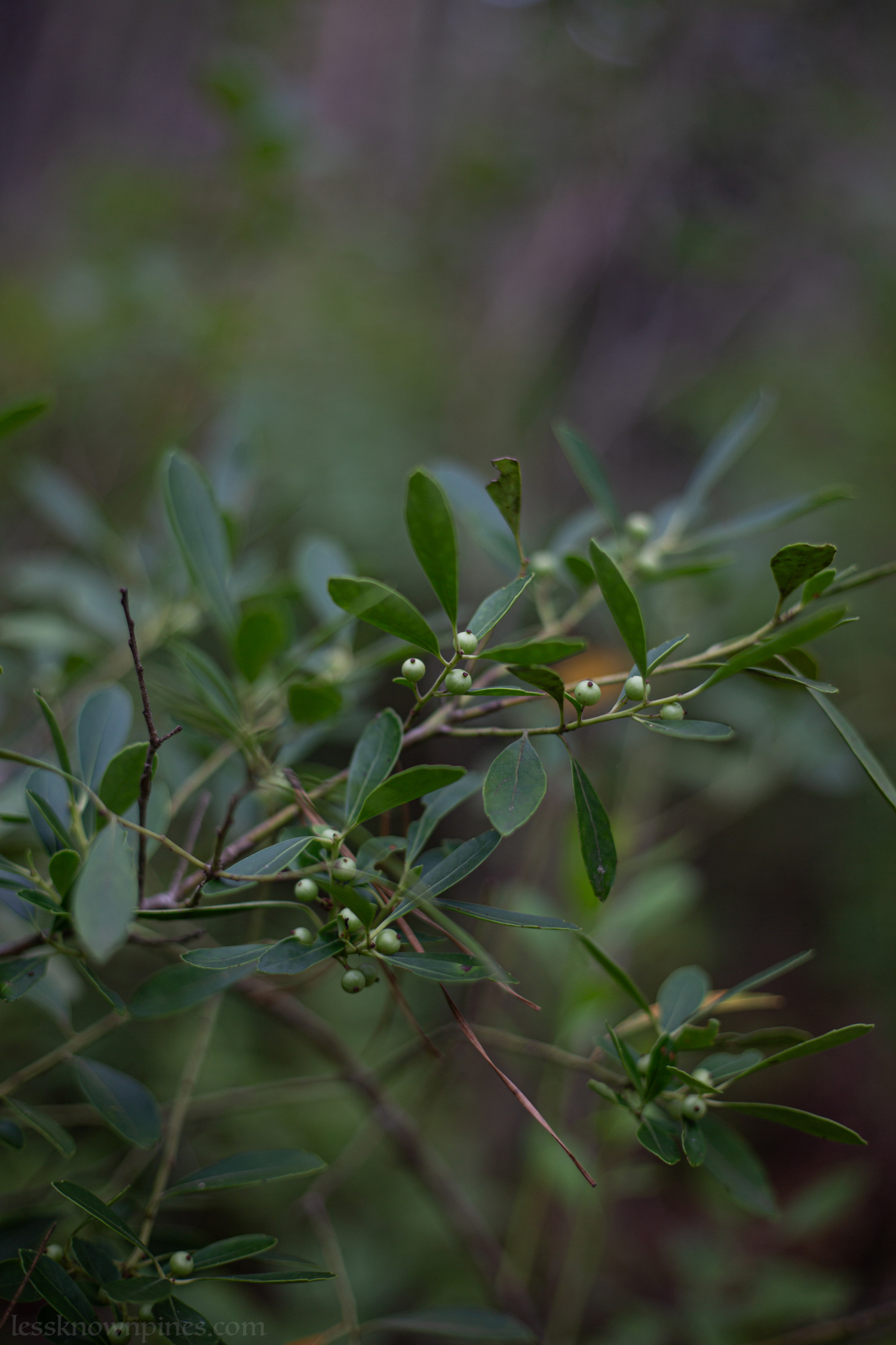 Unripe inkberry cluster