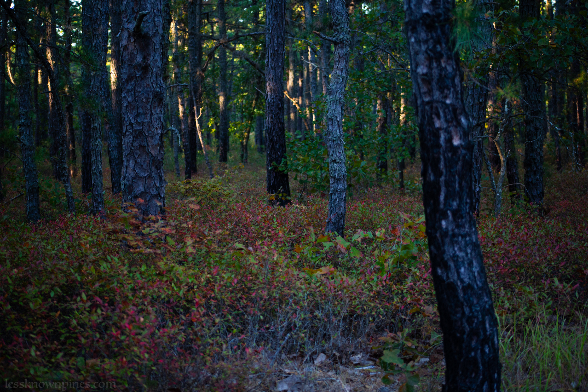 Upland bushes during fall