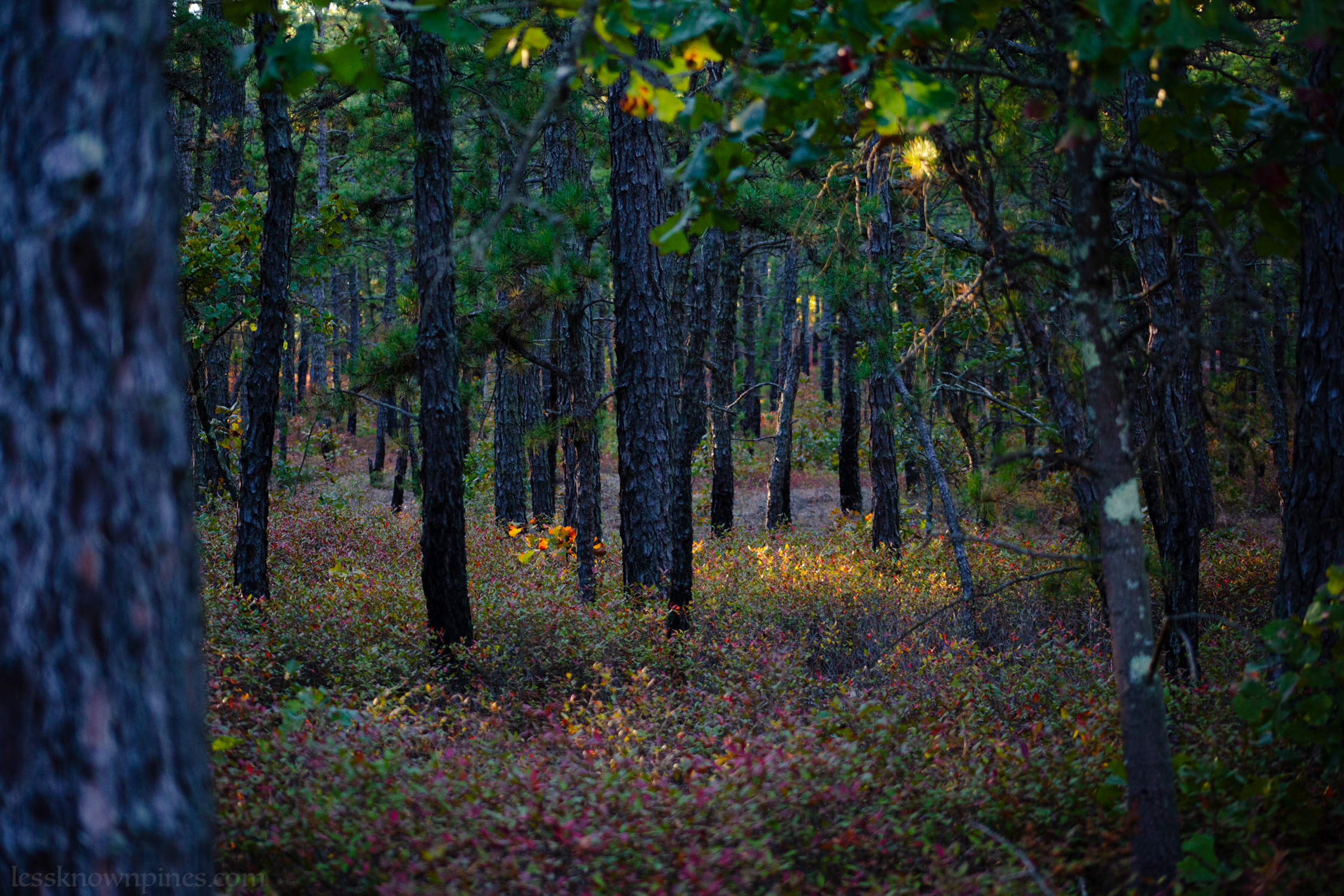 Upland forest in October