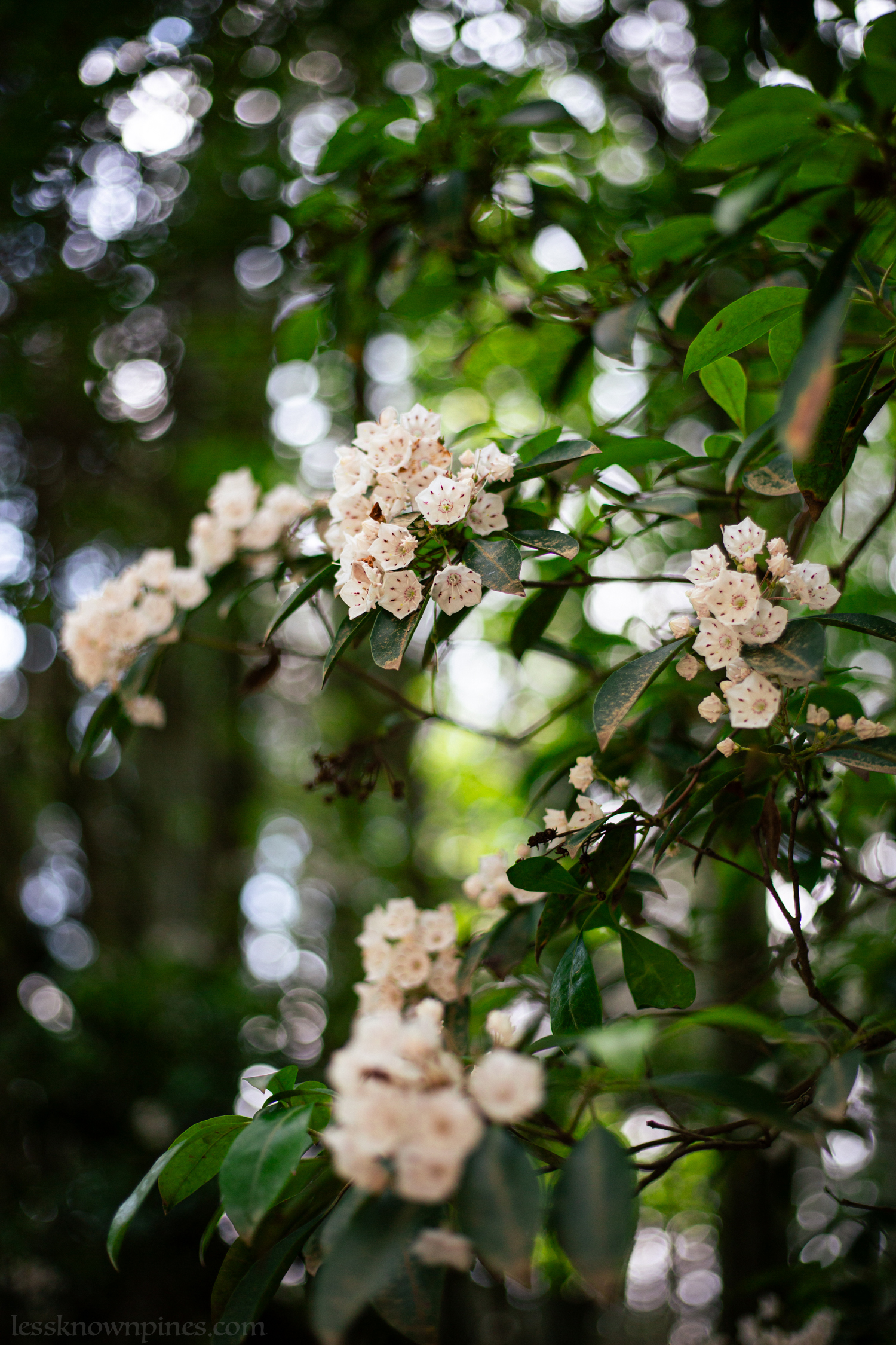 White mountain laurel cluster