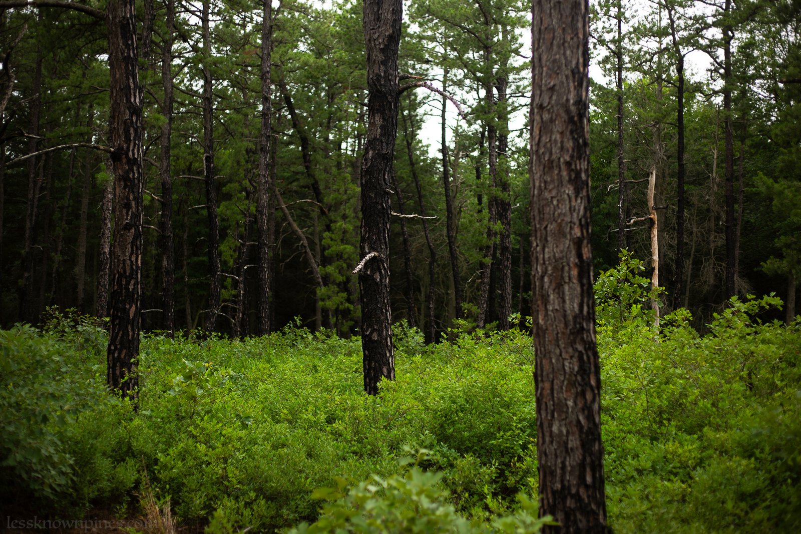 Breeches pine corridor