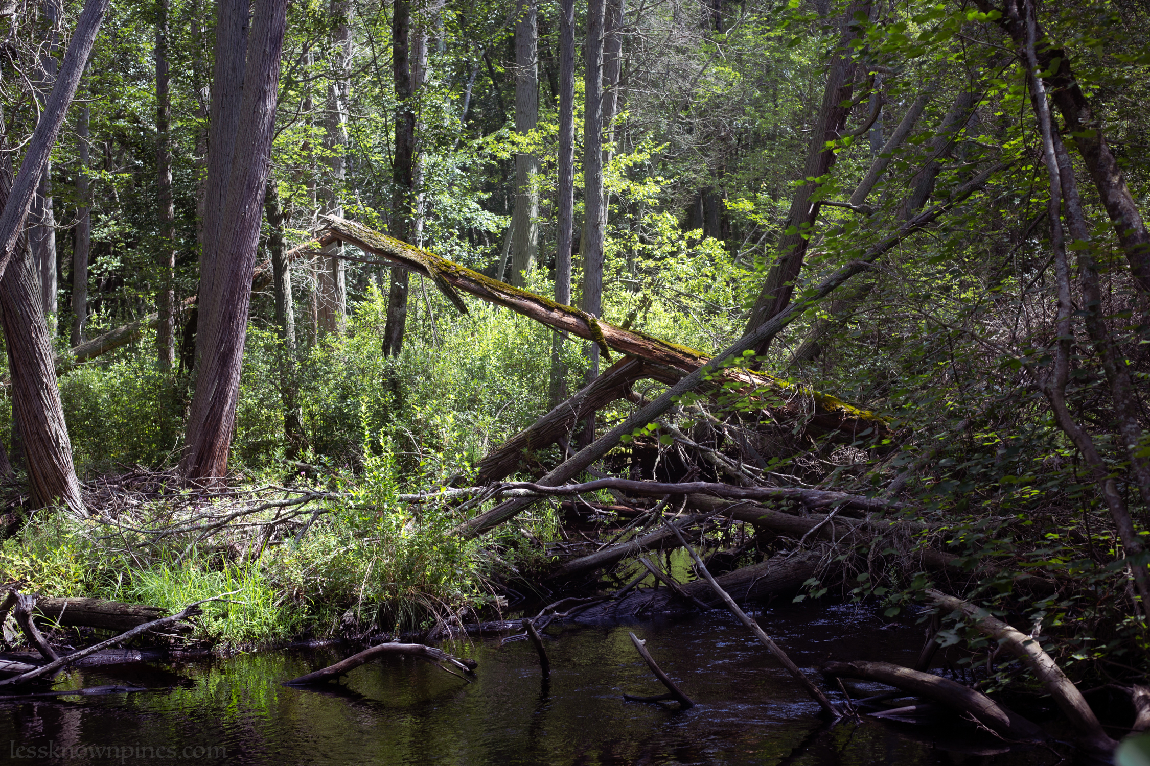 Dam of fallen branches