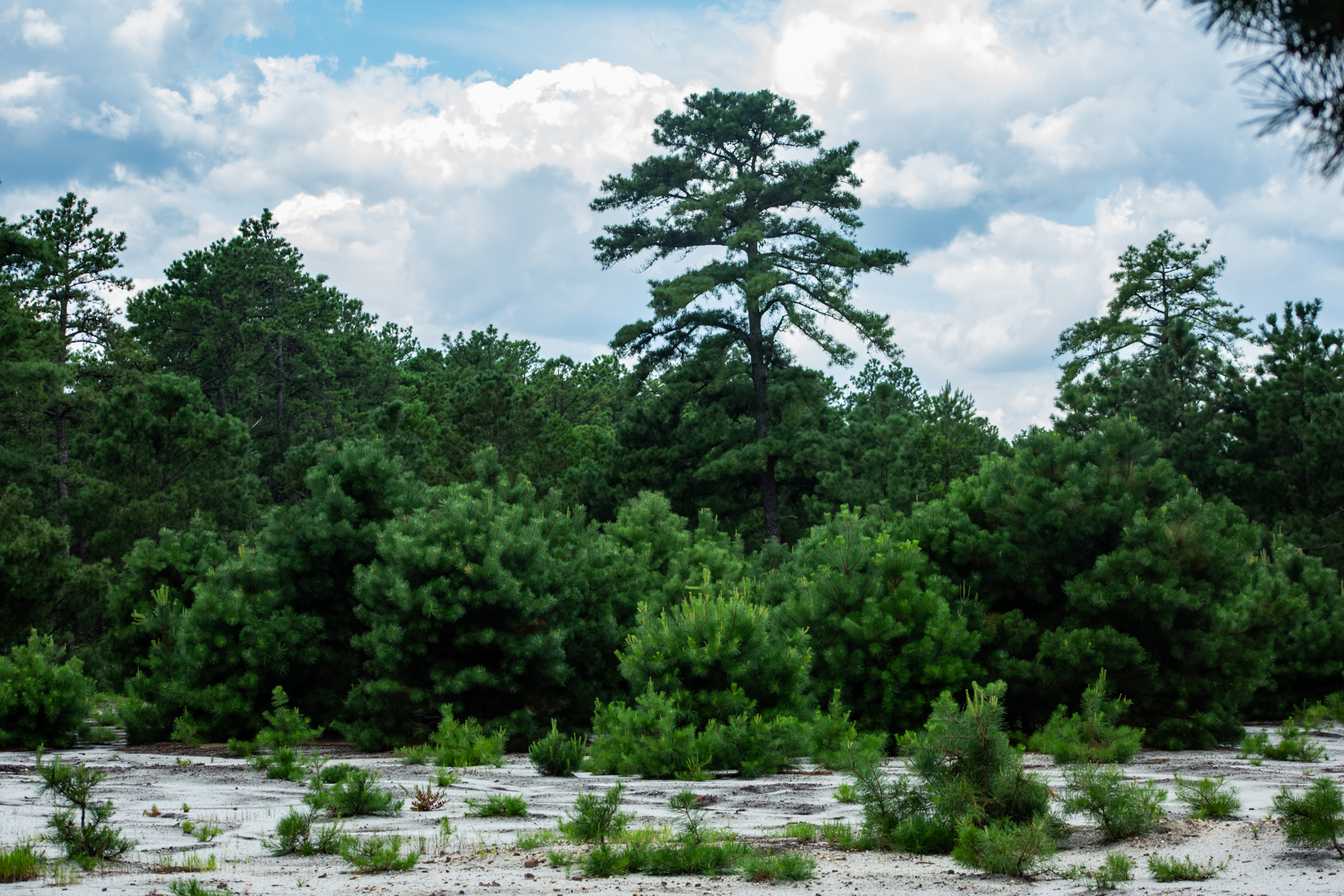 Field of bushy scrub pine trees