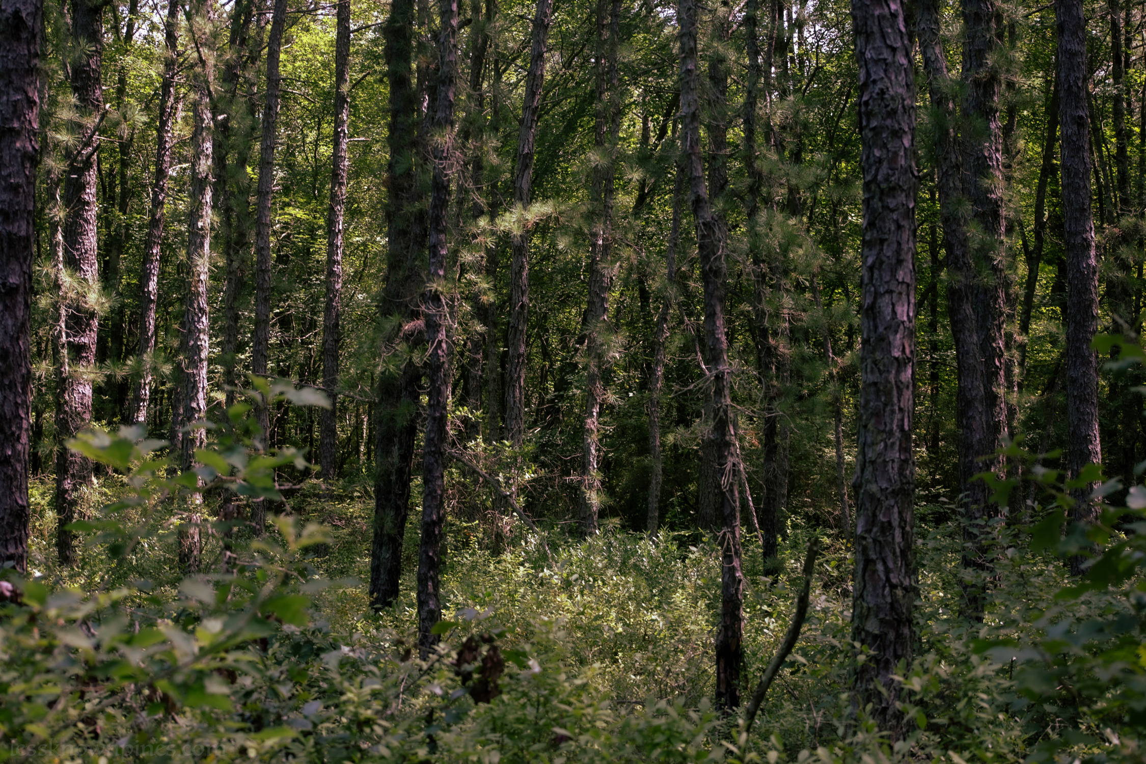 Forest land before dense cedar forest