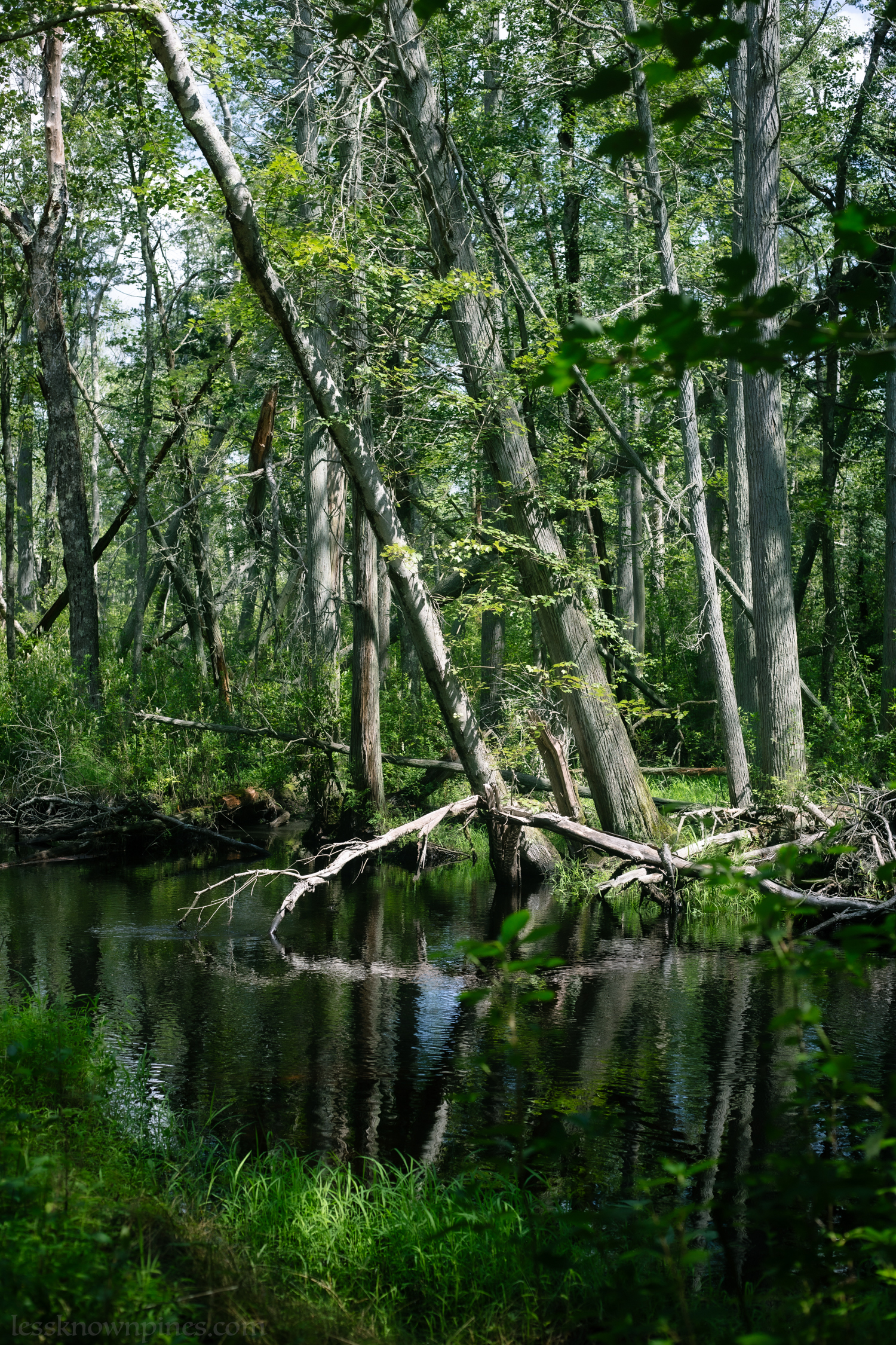 Oak cedar pond and fallen branch