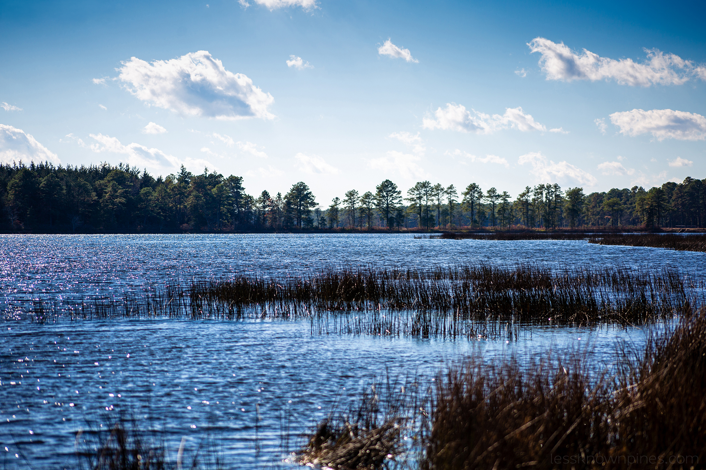 Oswego Lake grasses