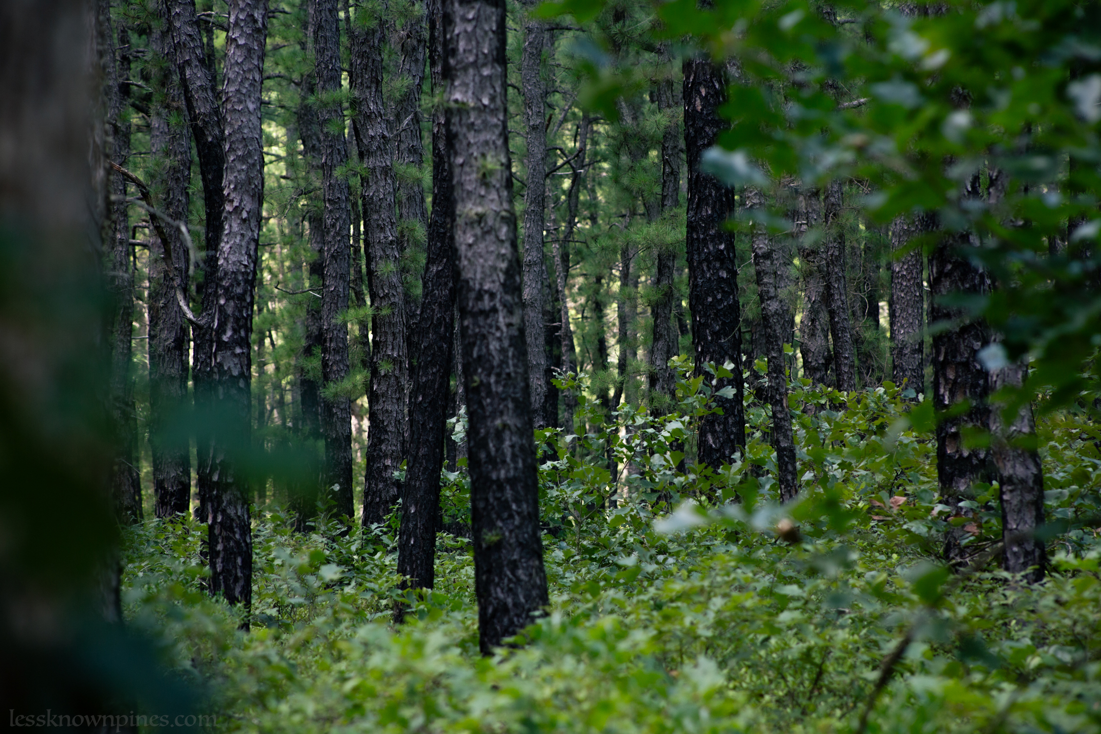 Scrub oak covers the ground of an aged pitch forest