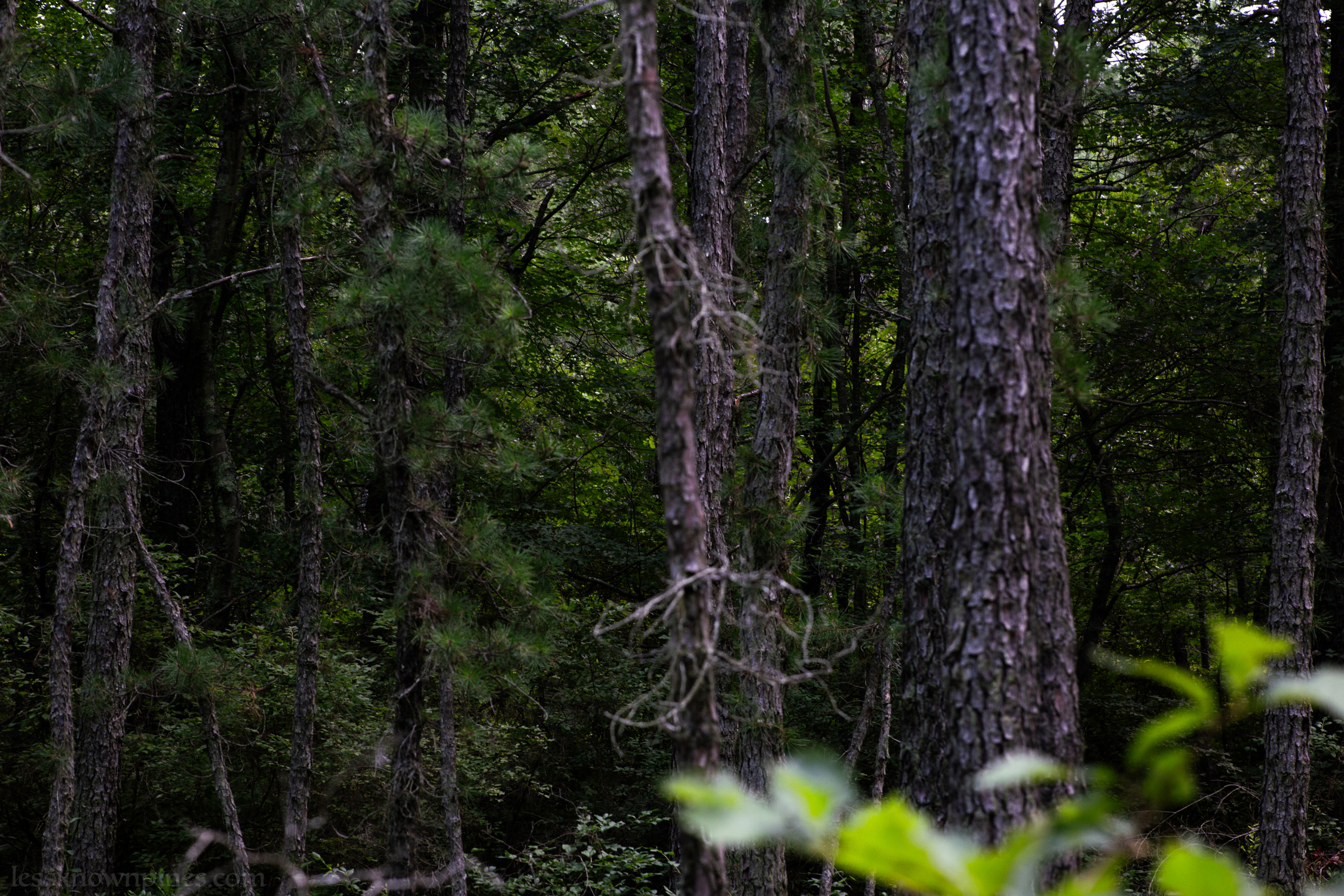 Thick and dense cedar forest begins