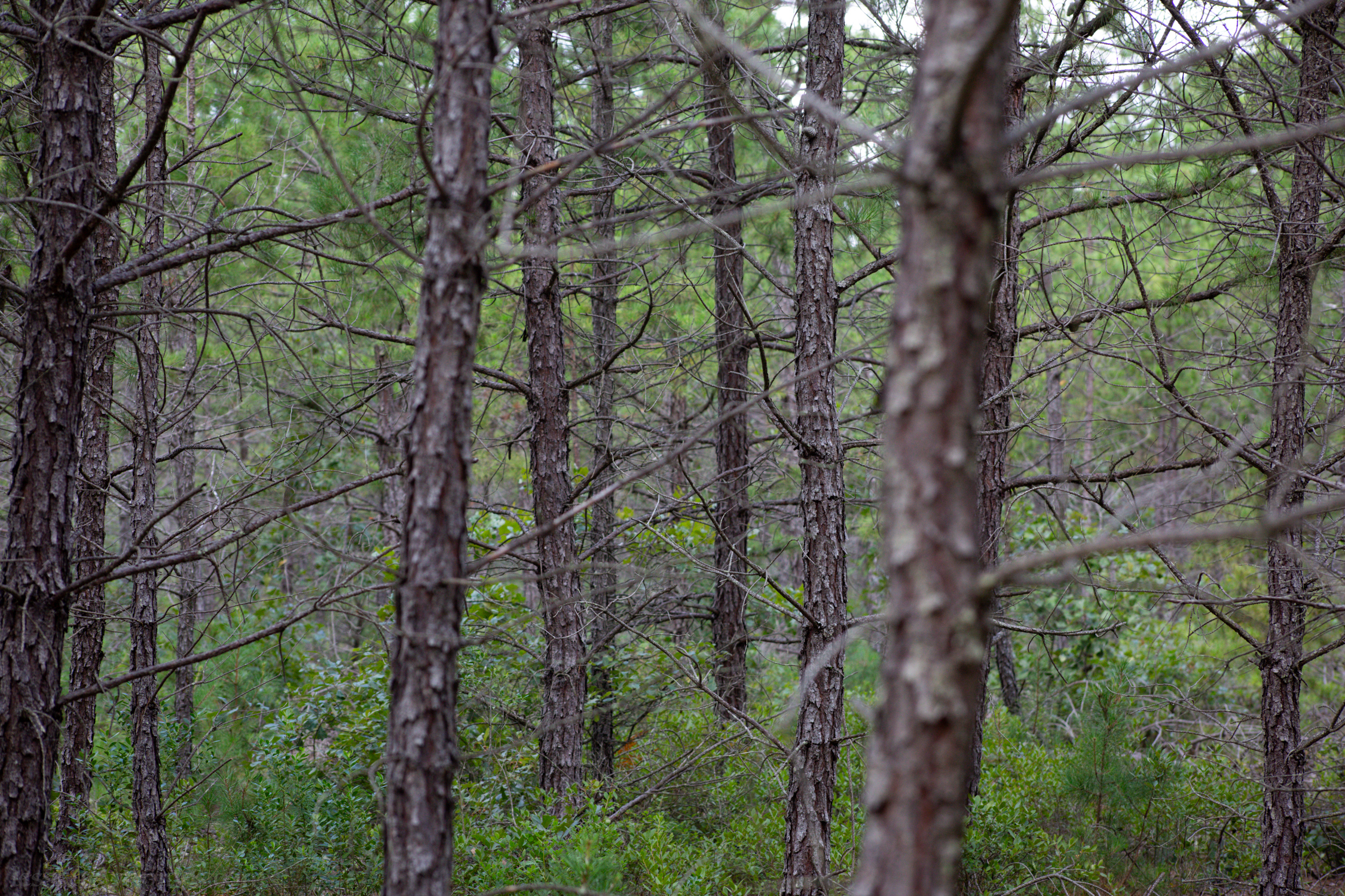 Whispy and light pine forest