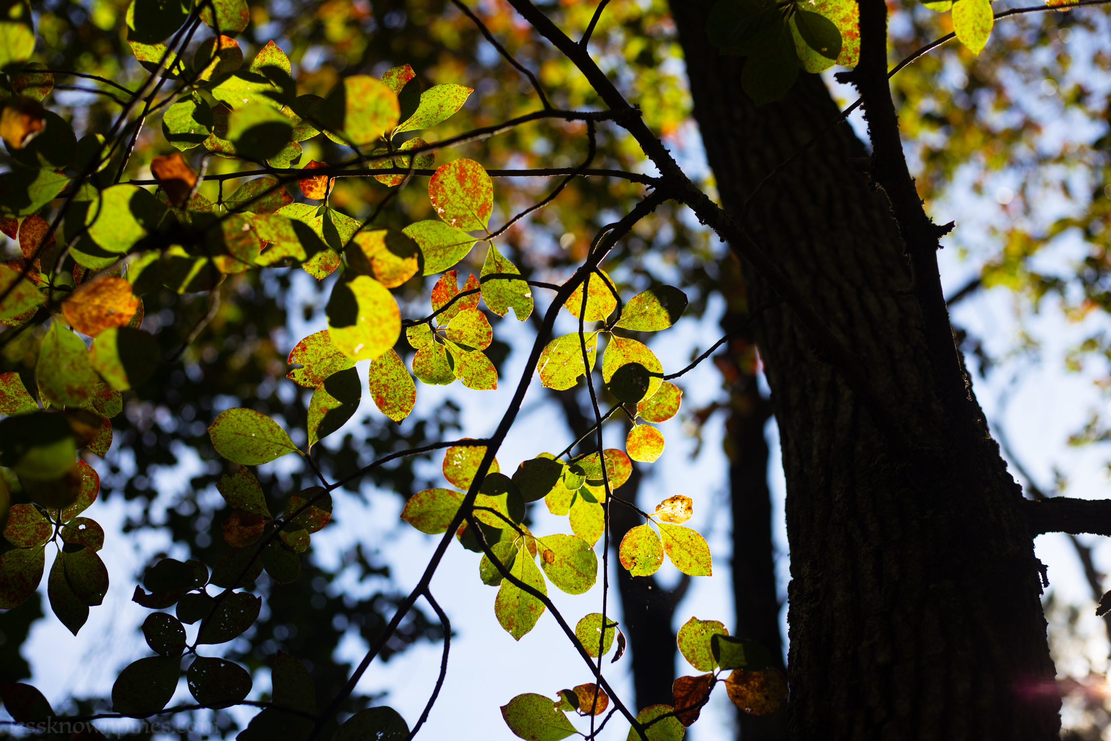 Blackgum leaves