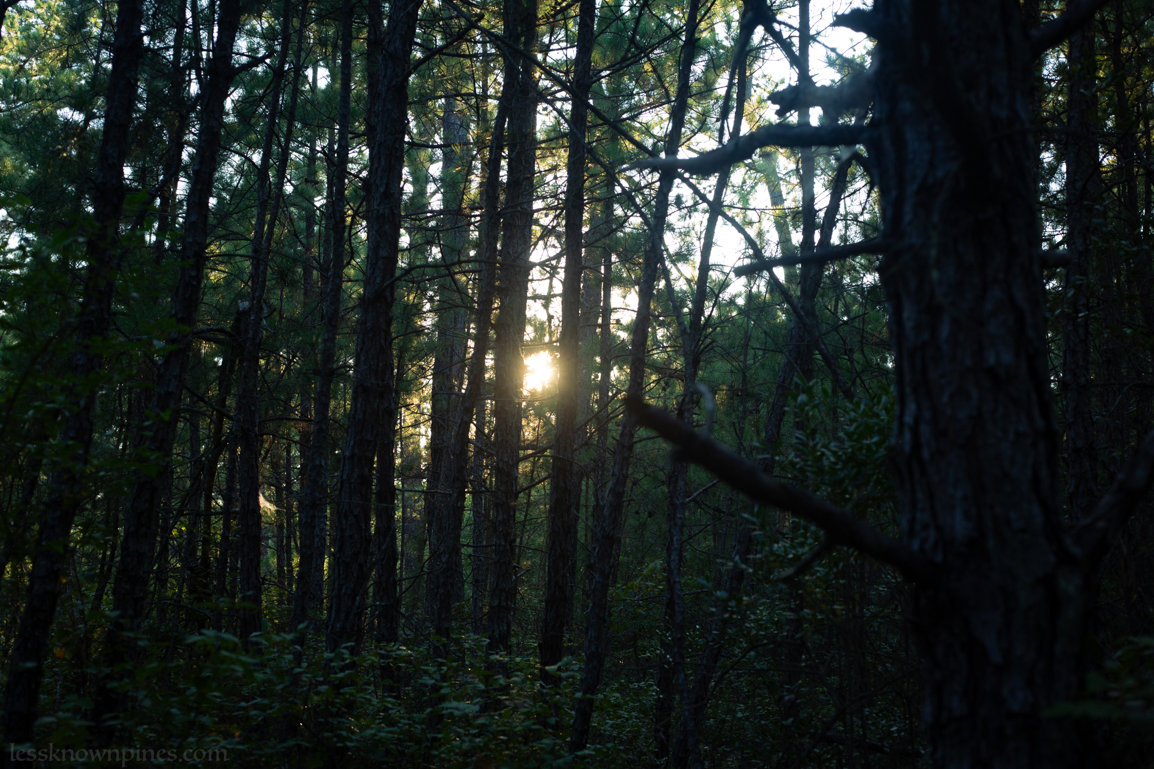 Close to blackgum forest