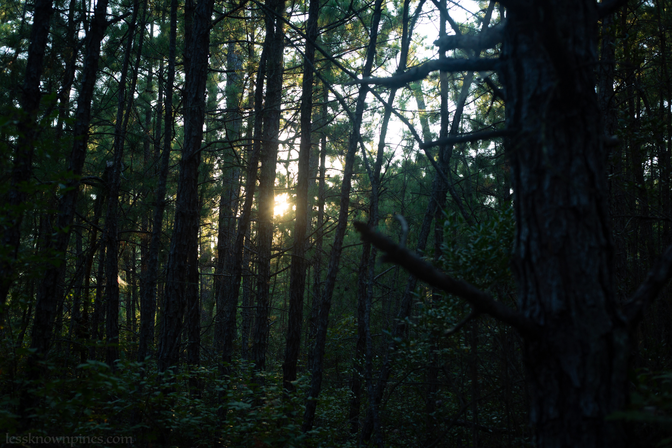 Edge of blackgum forest