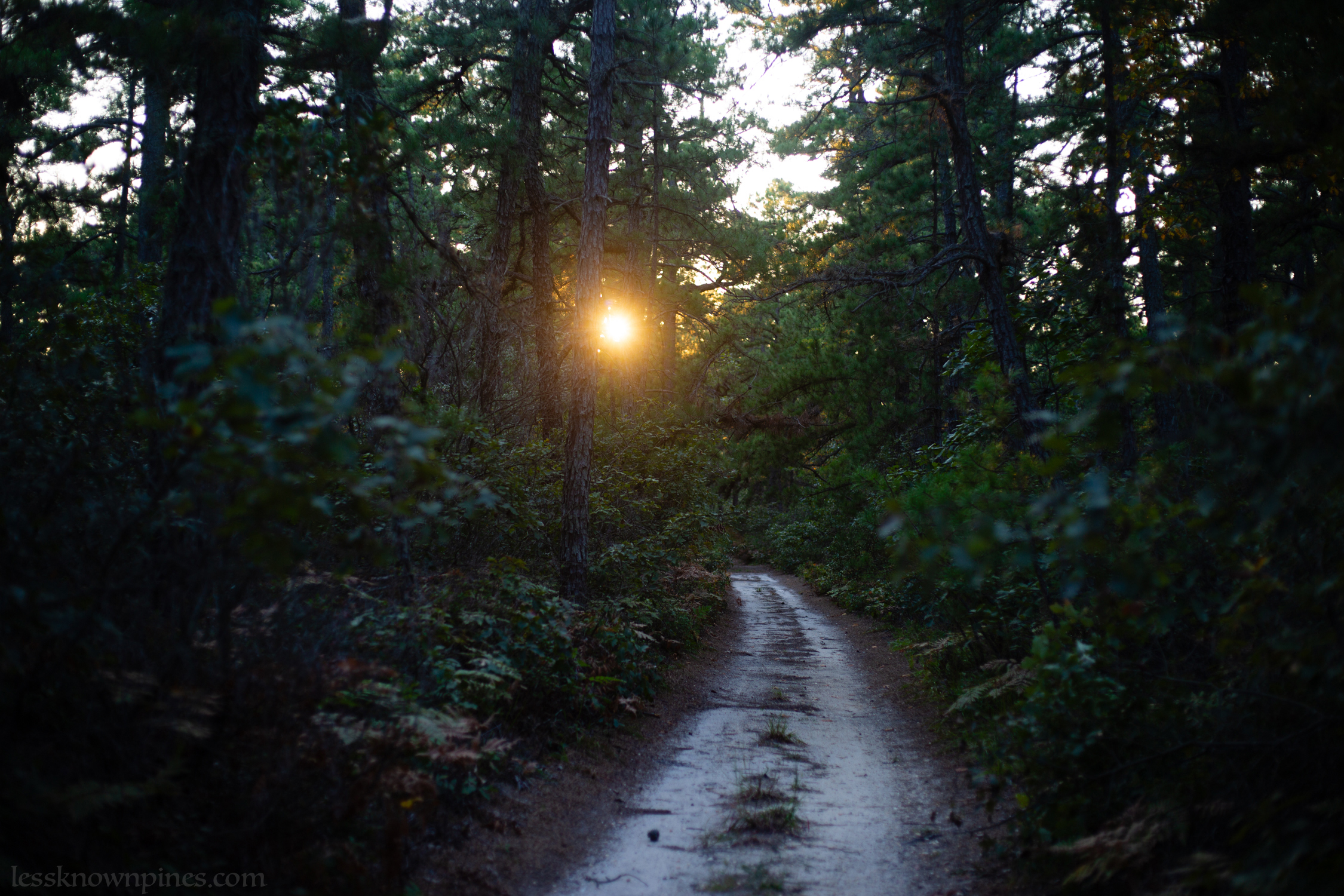 Scrub oak forest thumbnail