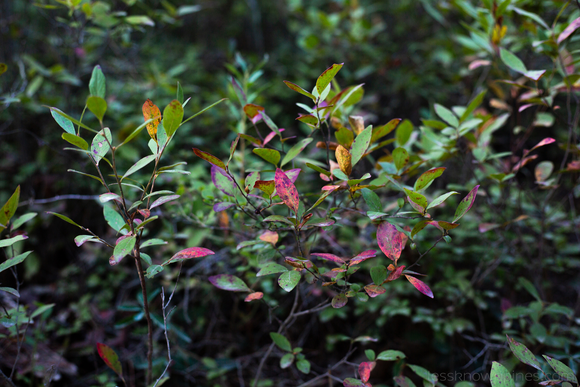 Berryless Huckleberry bush