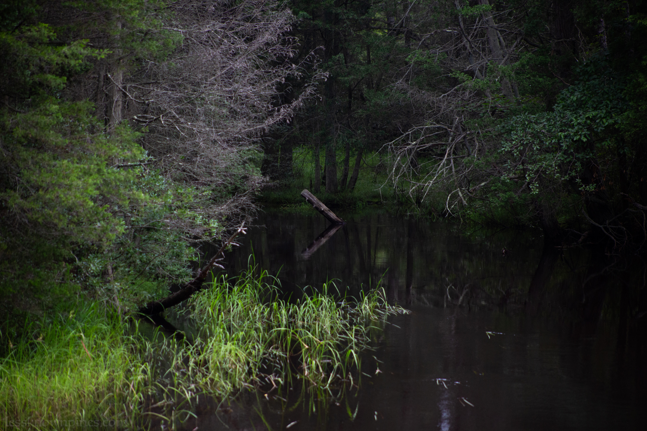 Branch decays slowly