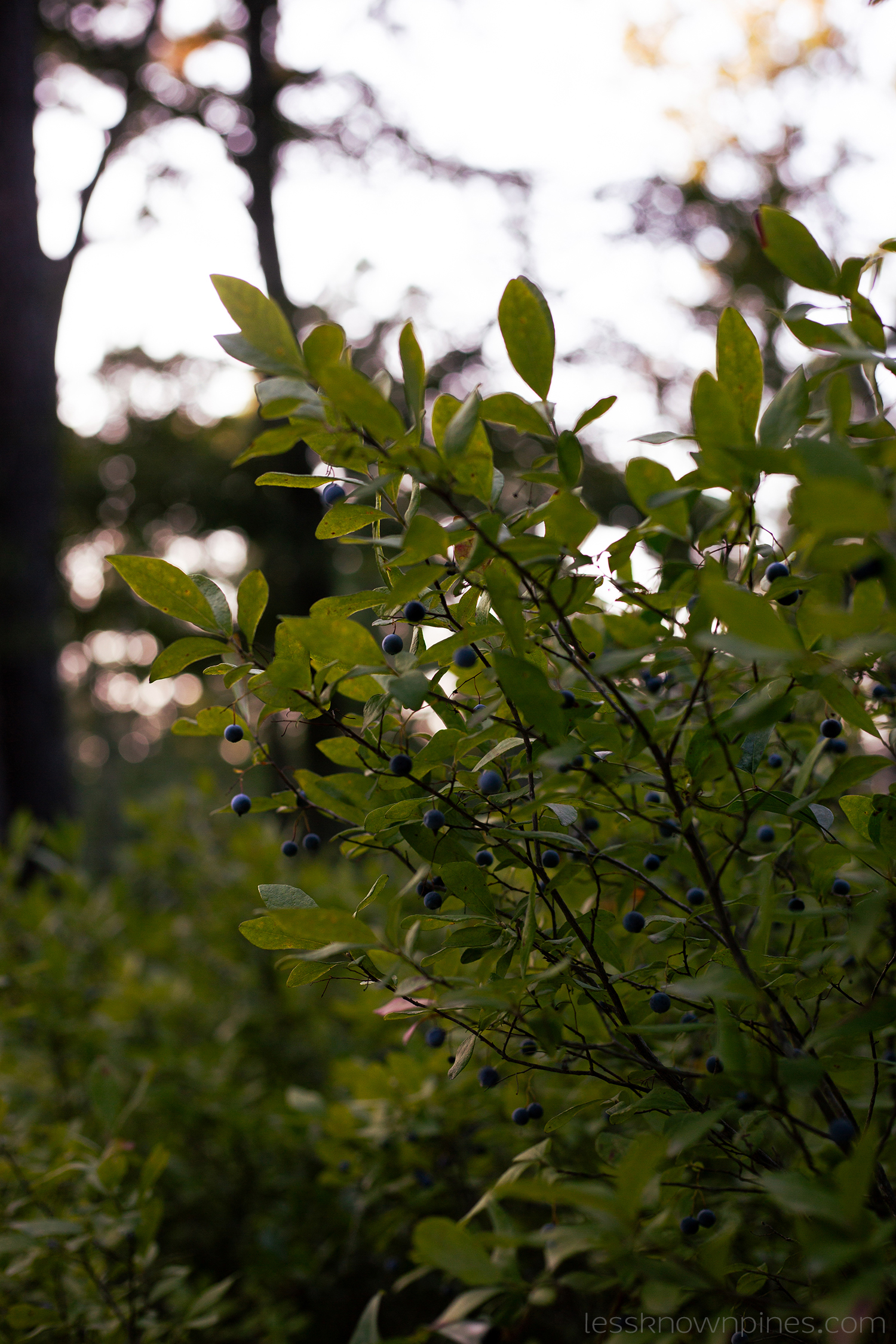 Crowded huckleberry bush