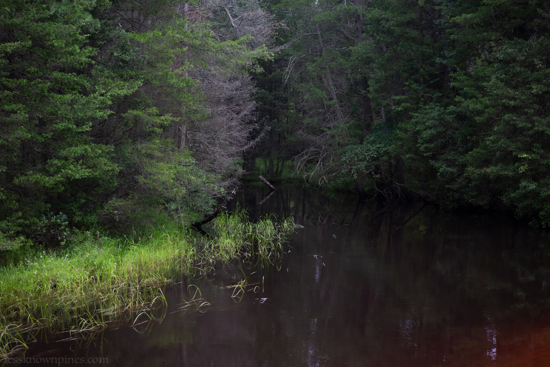 Dead cedars still standing