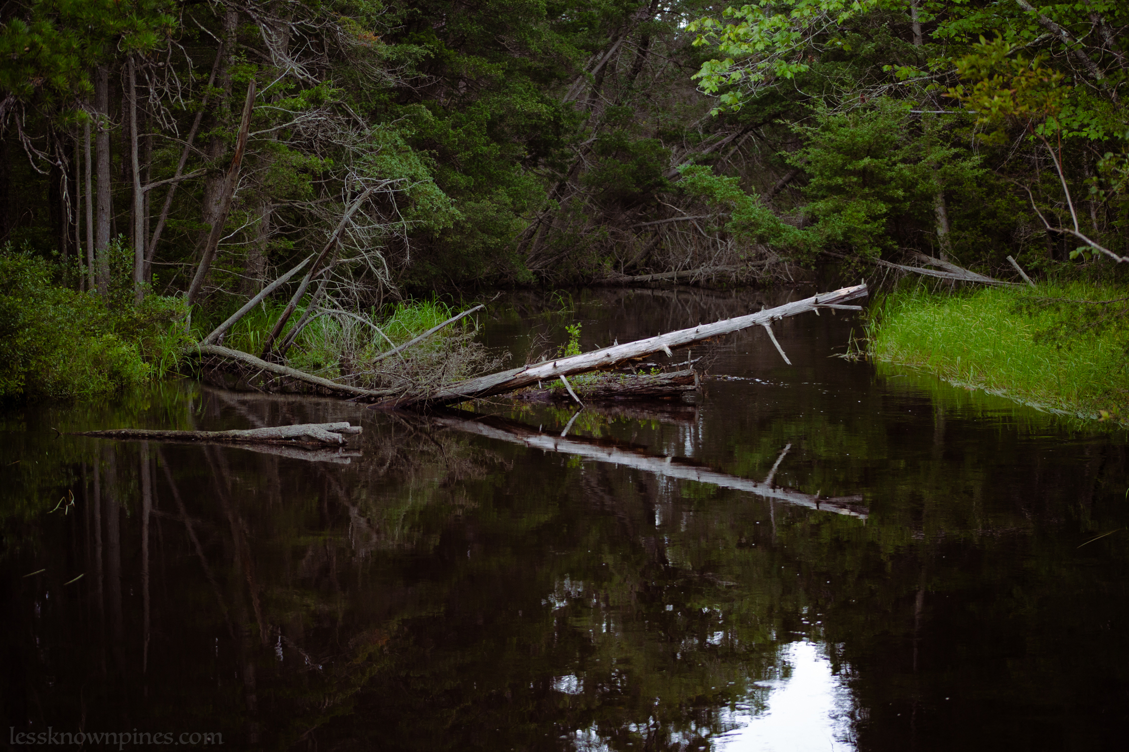 Fallen branch on swamp