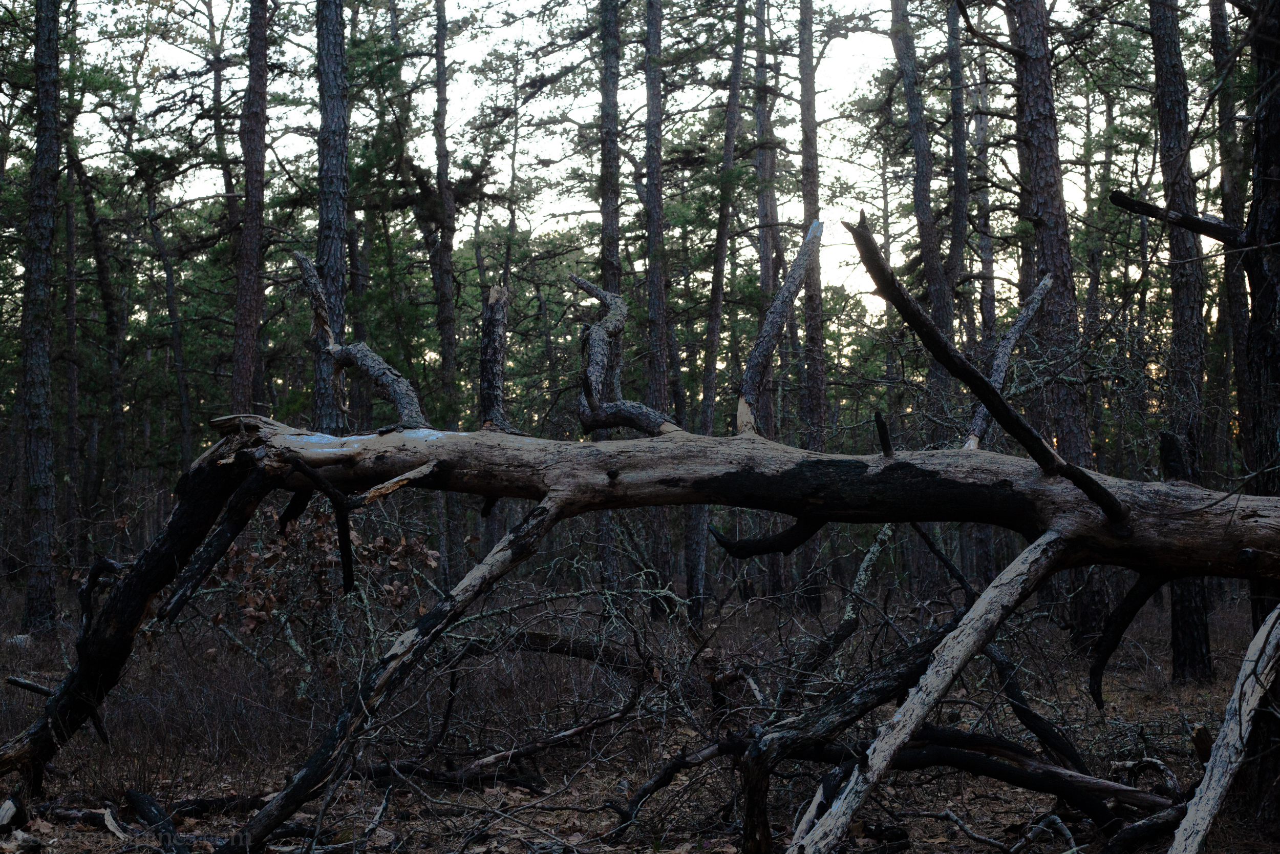 Fallen tree supported by its own branches