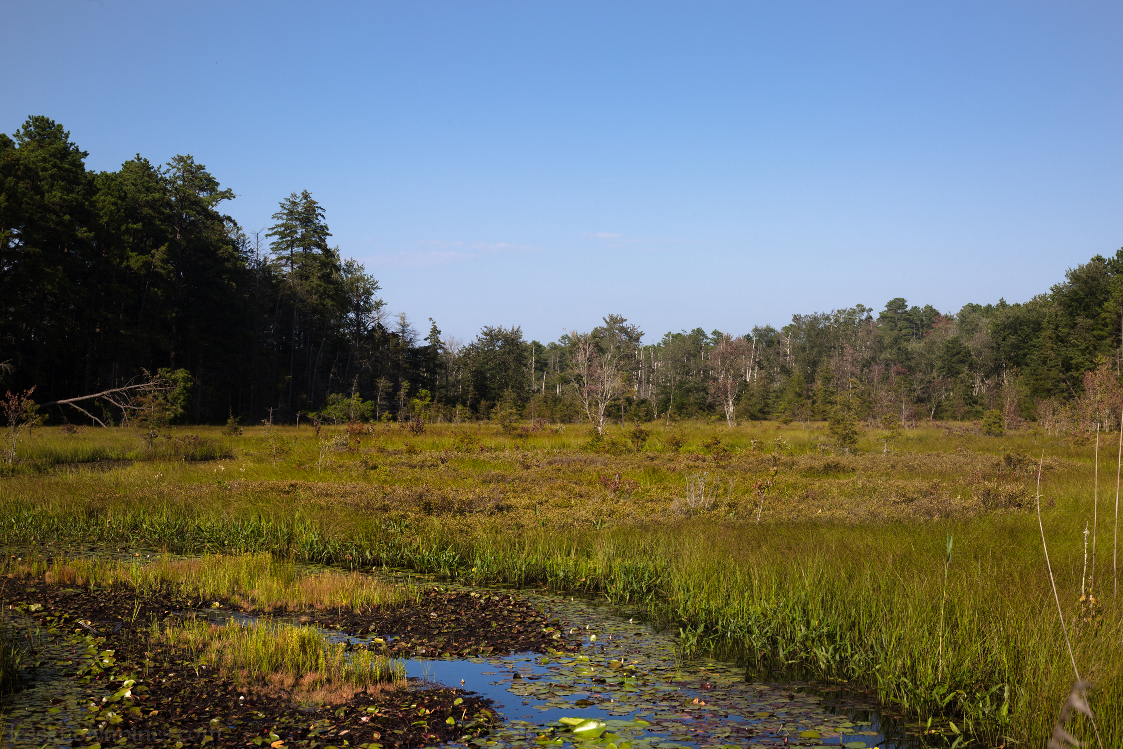 Grassland plain and wetland